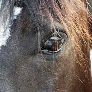 Meet your Posher, Robin